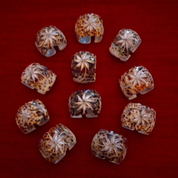 POTTERY BARN (Hand-Carved Design) TIGERCOWRIE SHELL (11